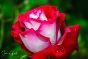 rose-austria-2-of-1