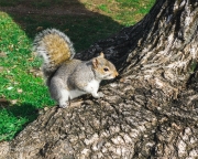 squirrel-1-of-1