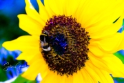 sunflower-and-bee-1-of-1sig-3